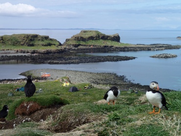 Puffins on the island of Lunga