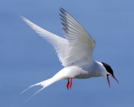 Arctic Tern