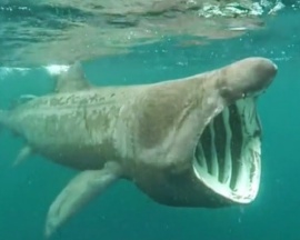 Basking Shark