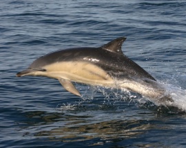 Common Dolphin