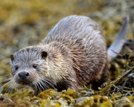 European Otter
