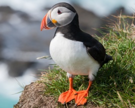 Puffin