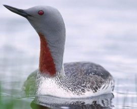 Red Throated Diver